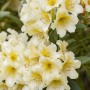 Nahaufnahme des Rhododendron Yak. Millenium Gold mit gelben Blüten.