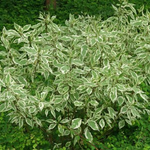 Hartriegel 'Elegantissima' Cornus alba 60 bis 80 cm im Container Weißgrün Panaschiertes Laub