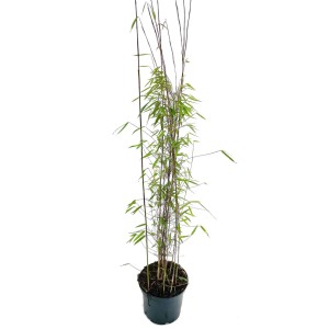 Bambusbörse Bambus Fargesia Jiuzhaigou1 3 Liter Höhe 60-80 cm