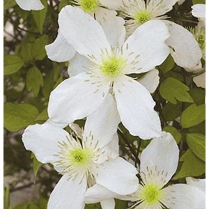 Nahaufnahme der weißen Blüten der Immergrünen Duft Waldrebe (Clematis) mit grünen Blättern.