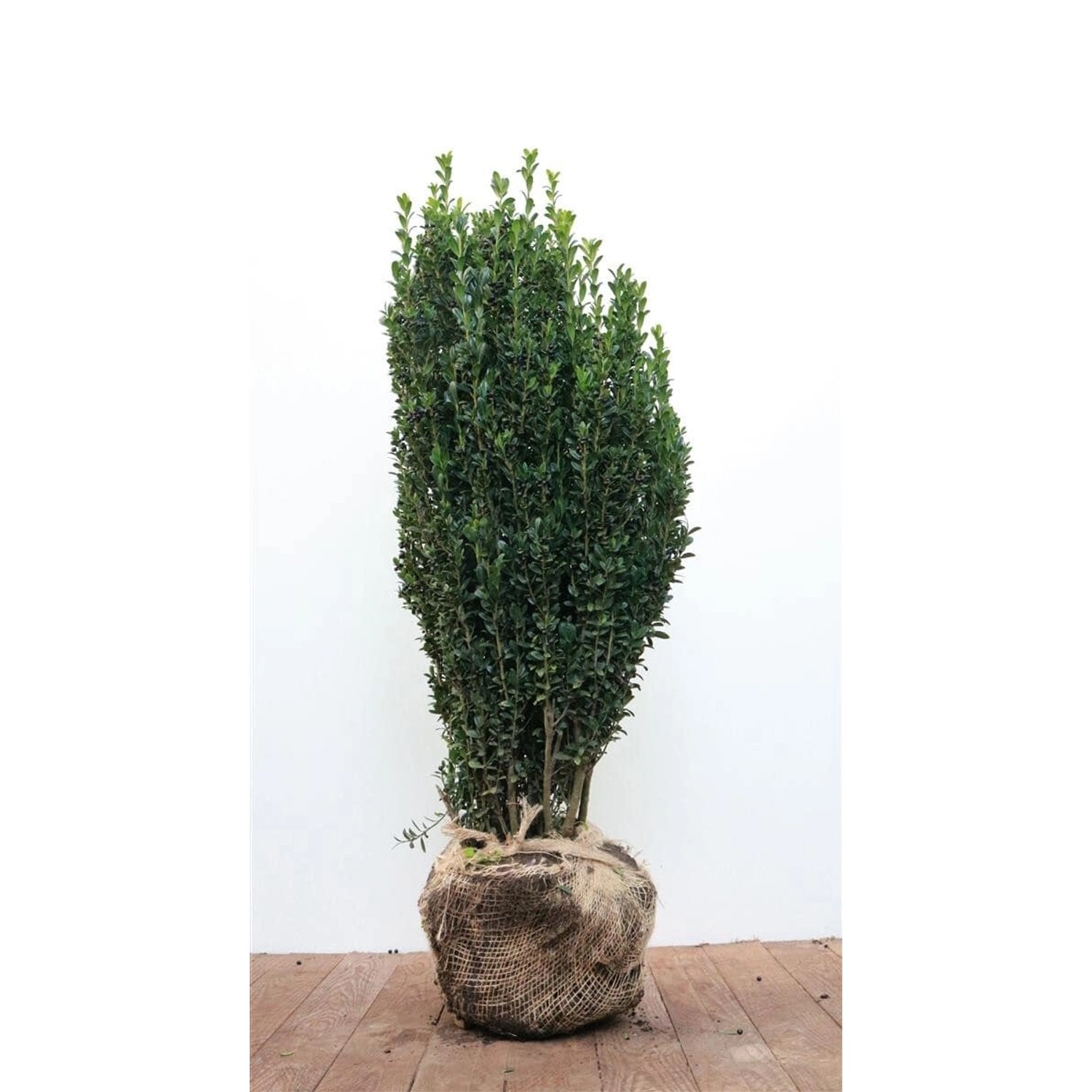Ilex crenata 'Fastigiata' 60-80 cm günstig online kaufen