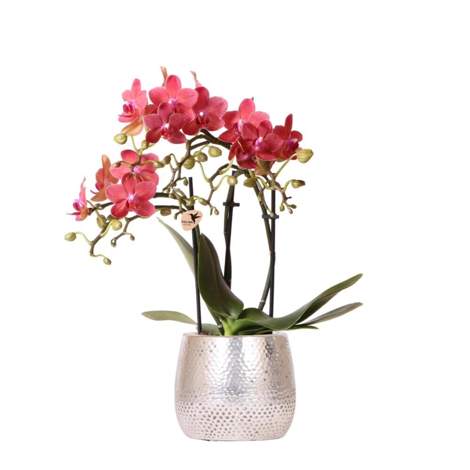 Kolibri Orchids Rote Phalaenopsis Orchidee Congo & Elite Topf Silber Topfgröße 9cm 40cm Hoch