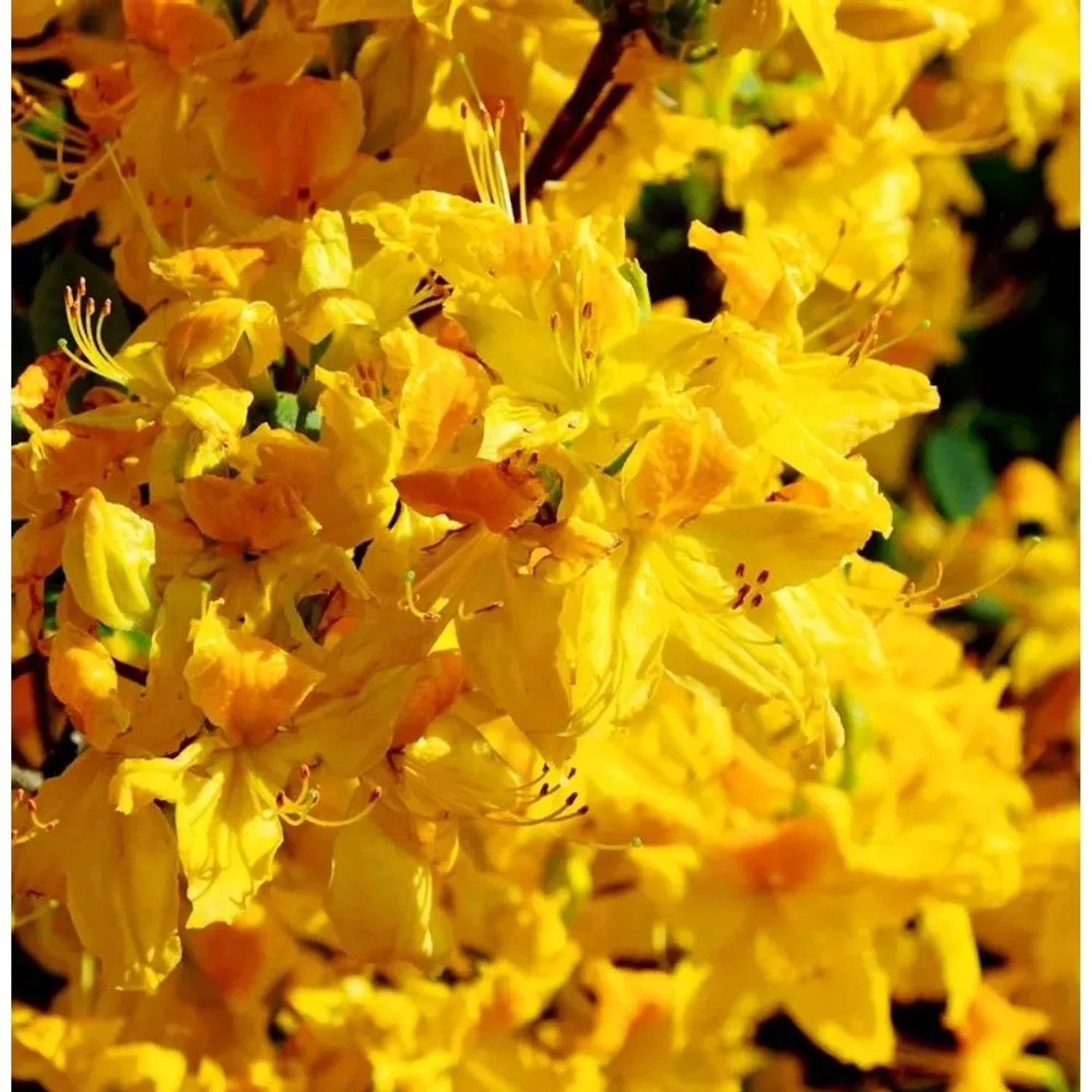 Azalee Goldpracht 60-80cm - Rhododendron,uteum - Alpenrose