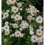 Nahaufnahme der weißen Rauhblattaster Herbstschnee (Aster novae angliae) im Garten.