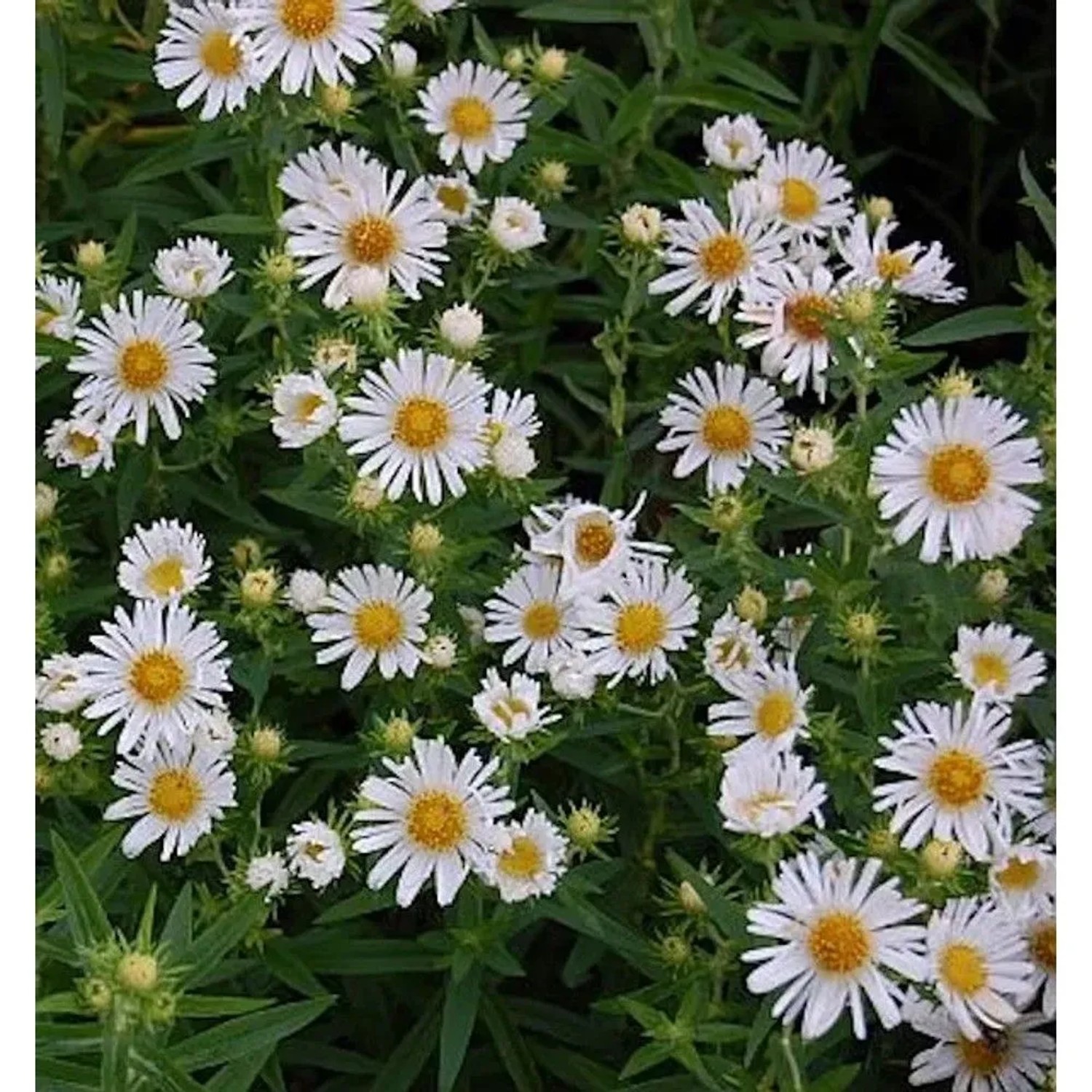 Nahaufnahme der weißen Rauhblattaster Herbstschnee (Aster novae angliae) im Garten.