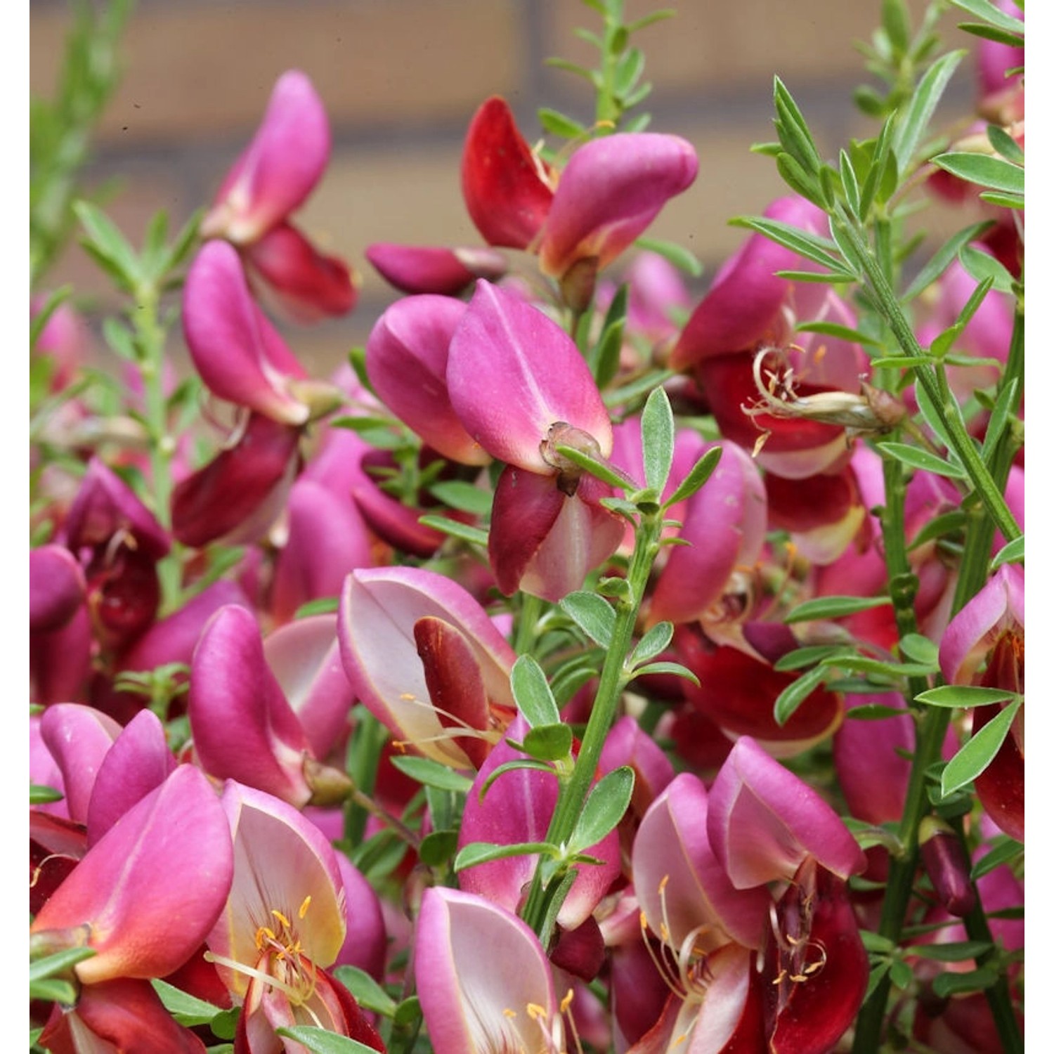 Edelginster Windlesham Ruby 60-80cm - Cytisus scoparius günstig online kaufen