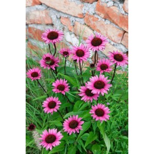 Purpur Sonnenhut 'Fatal Attraction' mit purpurroten Blüten im Garten, Topf ca. 11x11 cm.