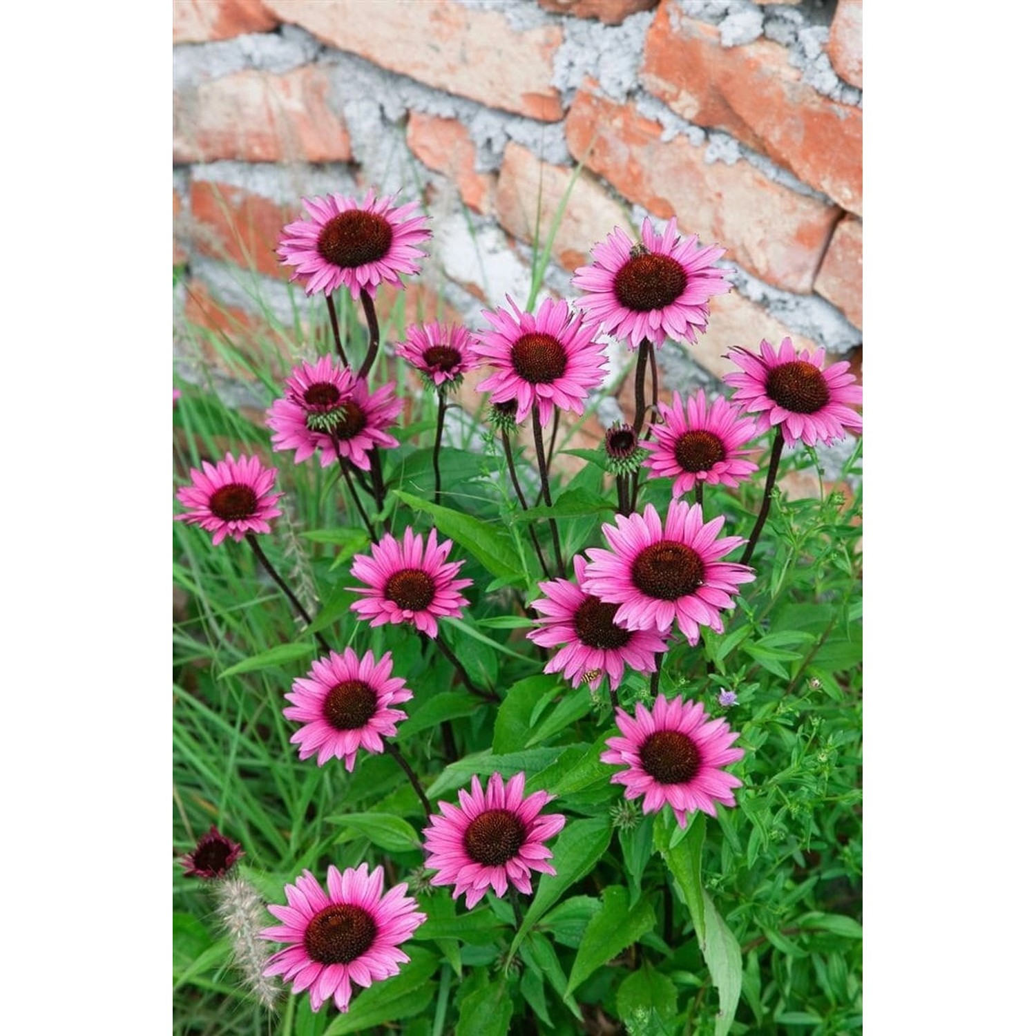 Echinacea Purpurea Fatal Attraction R Purpur Sonnenhut Ca. 11x11 cm Topf günstig online kaufen