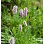 Blühender Knöterich (Bistorta officinalis) im Garten, Nahaufnahme der rosa Blütenstände.