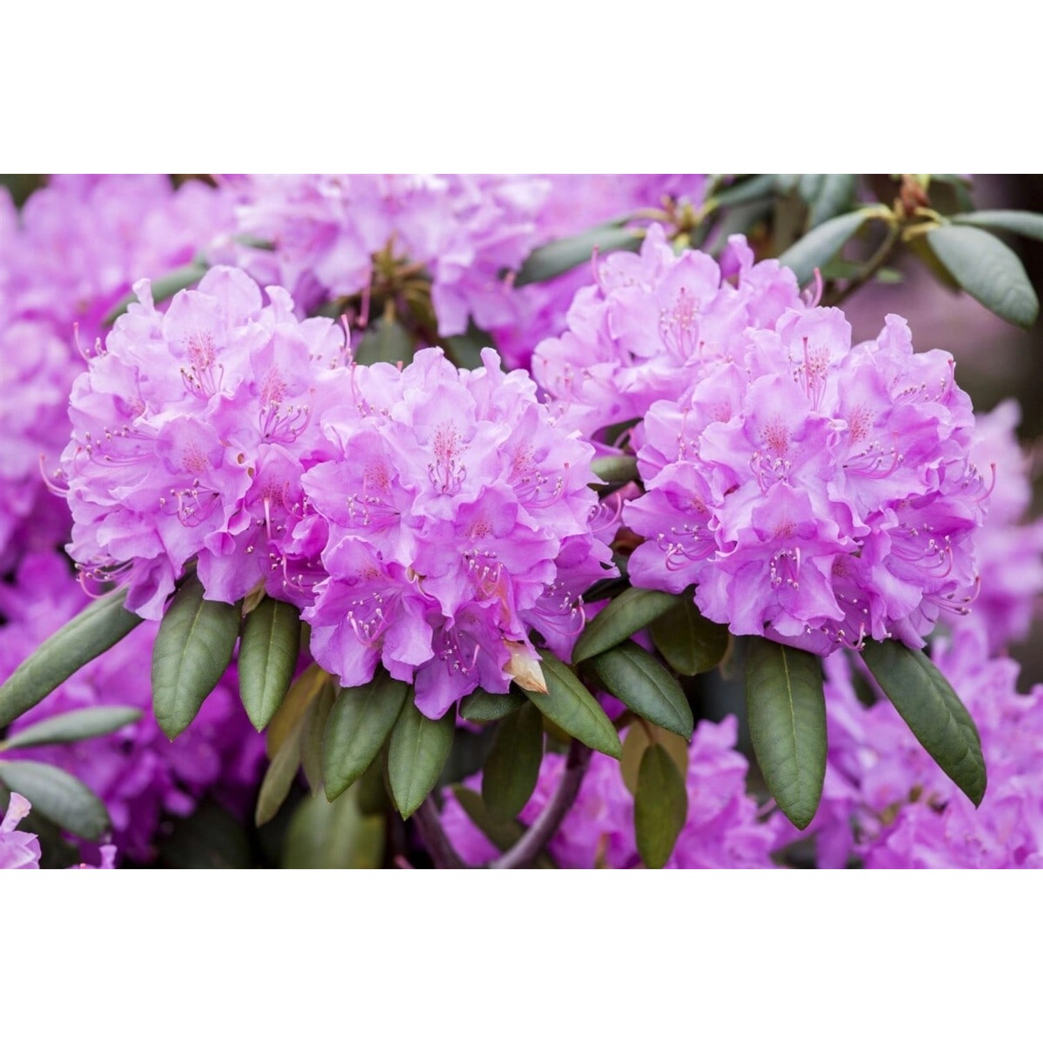 Rhododendron Roseum Elegans Rosa Blüten 40–50 cm günstig online kaufen