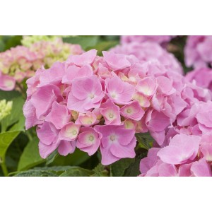 Nahaufnahme einer rosa Bauernhortensie (Hydrangea Macrophylla Early Pink) mit üppigen Blüten.