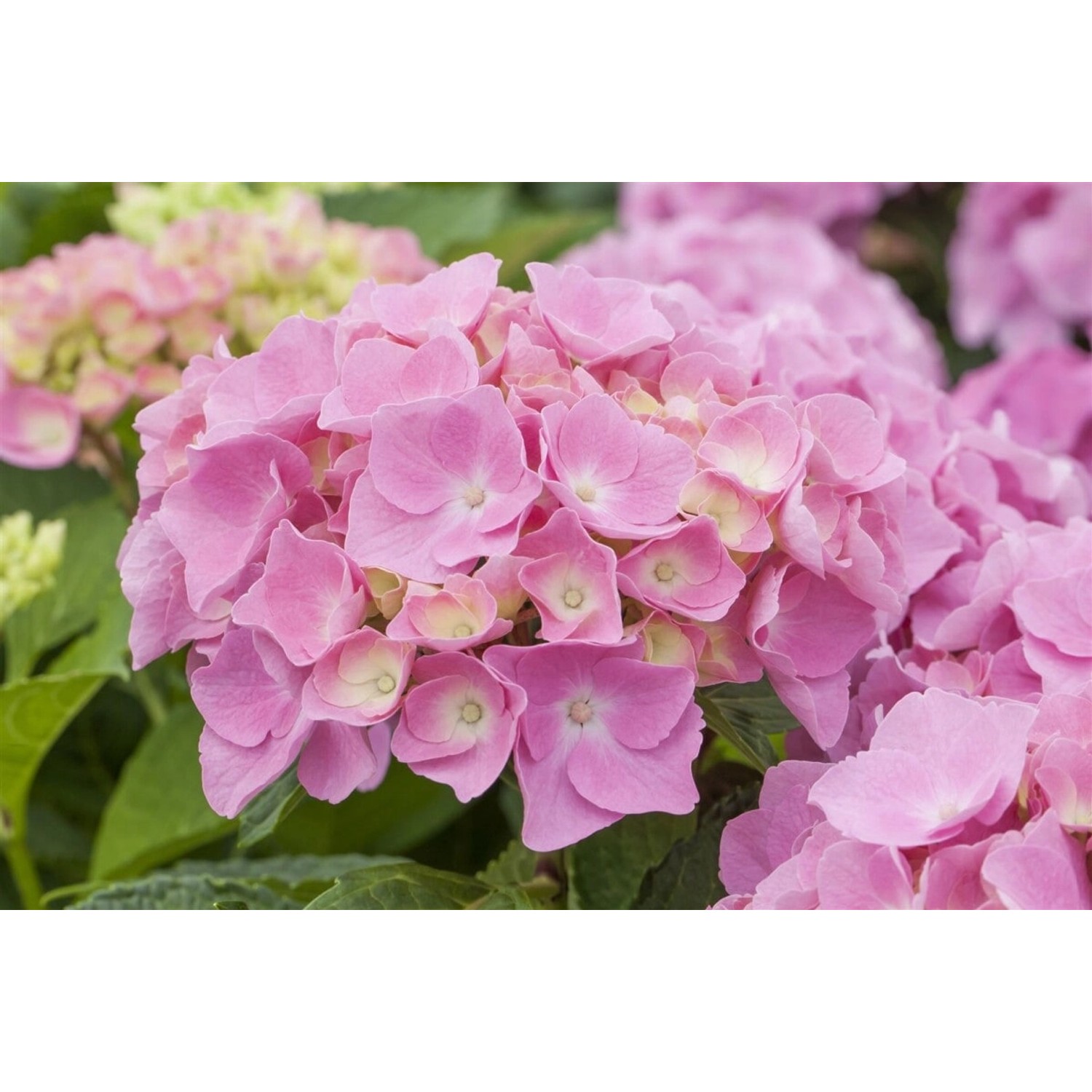 Hydrangea Macrophylla Bauernhortensie Early Pink 50-60 cm günstig online kaufen