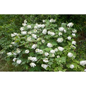 Üppige Eichenblatthortensie Snow Giant mit weißen Blüten im Garten.
