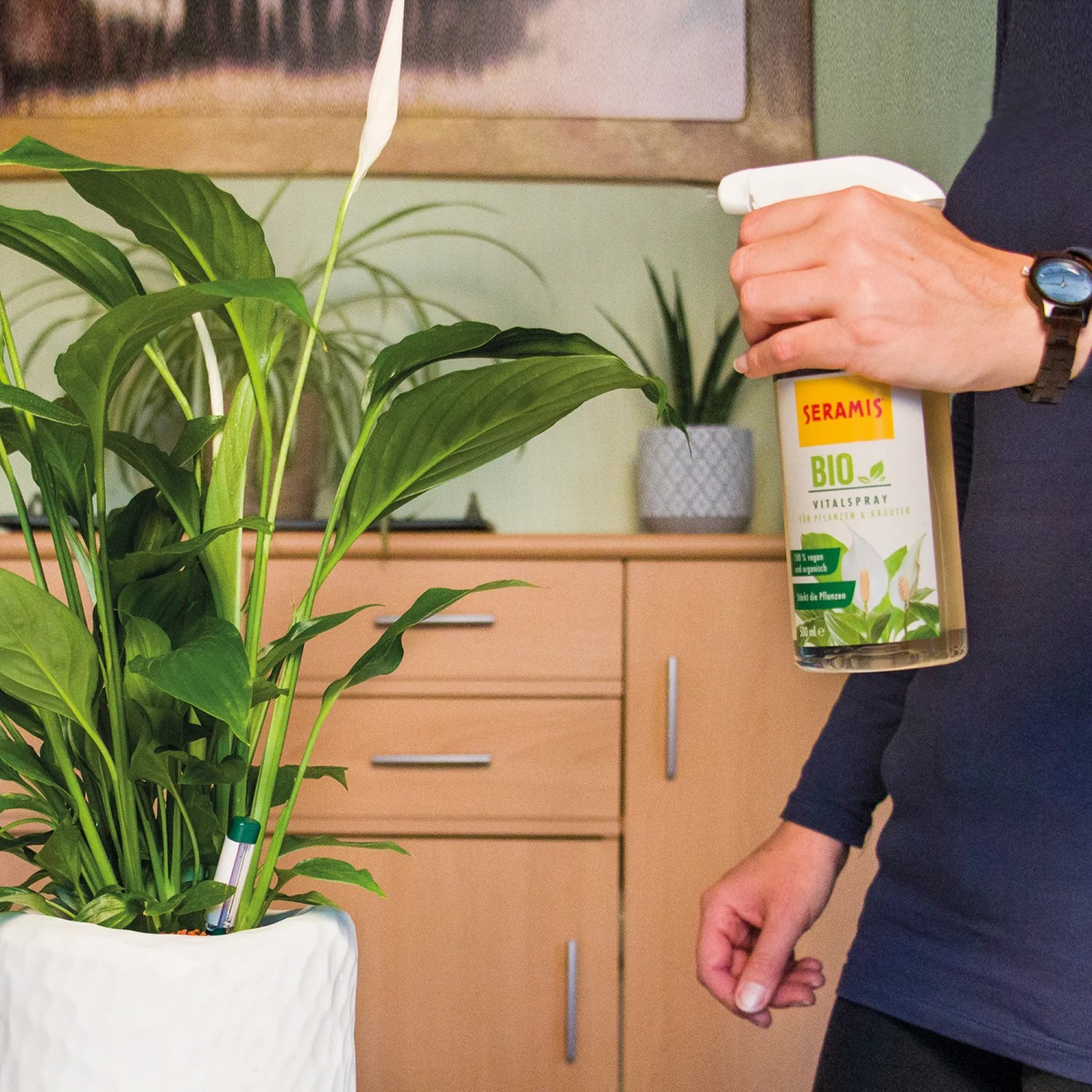 Anwendung von Seramis Bio-Vitalspray auf Pflanze. Pflanzenspray in Sprühflasche.