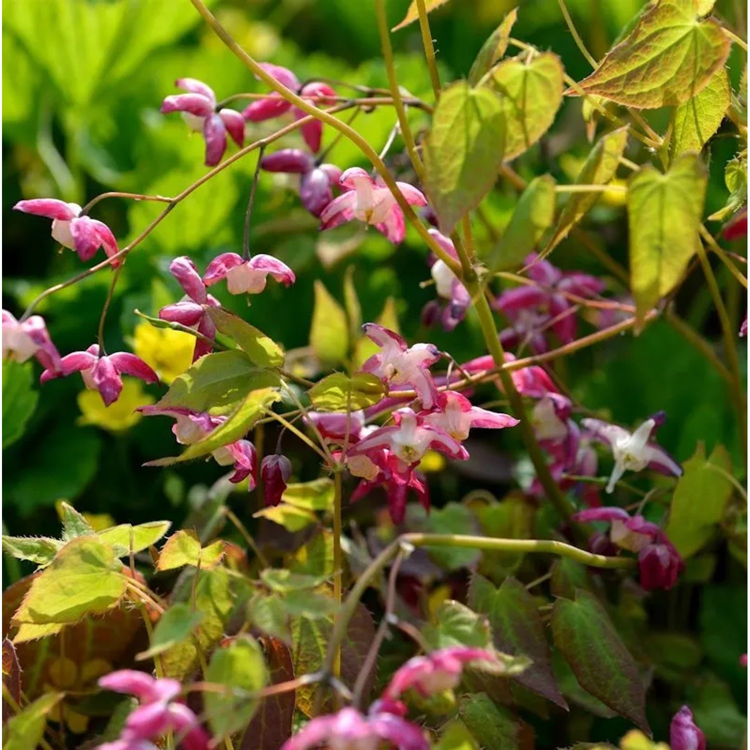 Elfenblume Coccineum - Epimedium rubrum