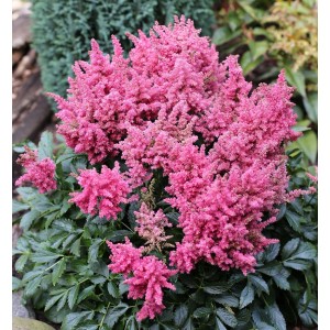 Prachtspiere Younique Pink: Astilbe mit leuchtend pinkfarbenen Blüten im Garten.