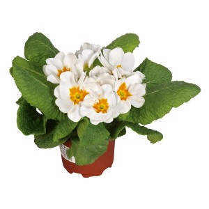 Kissenprimel im Topf, weiße Blüten mit gelber Mitte, Frühjahrsbepflanzung.