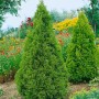 Thuja 'Aurescens' Heckenpflanze, 125-150 cm, im Garten. Immergrüner, goldgelber Lebensbaum.