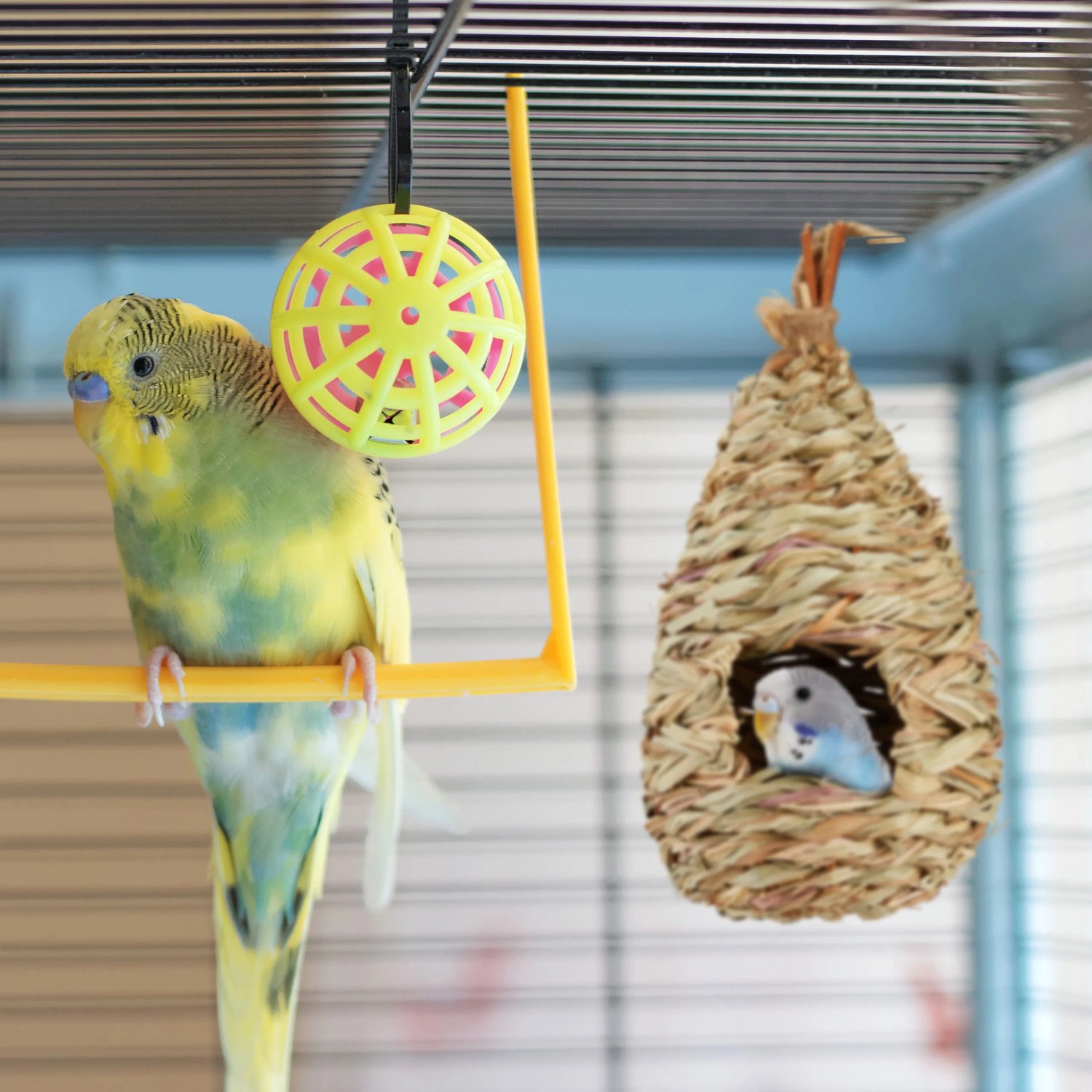 Stroh Vogelnest zum Aufhängen mit Wellensittich im Nistkasten.