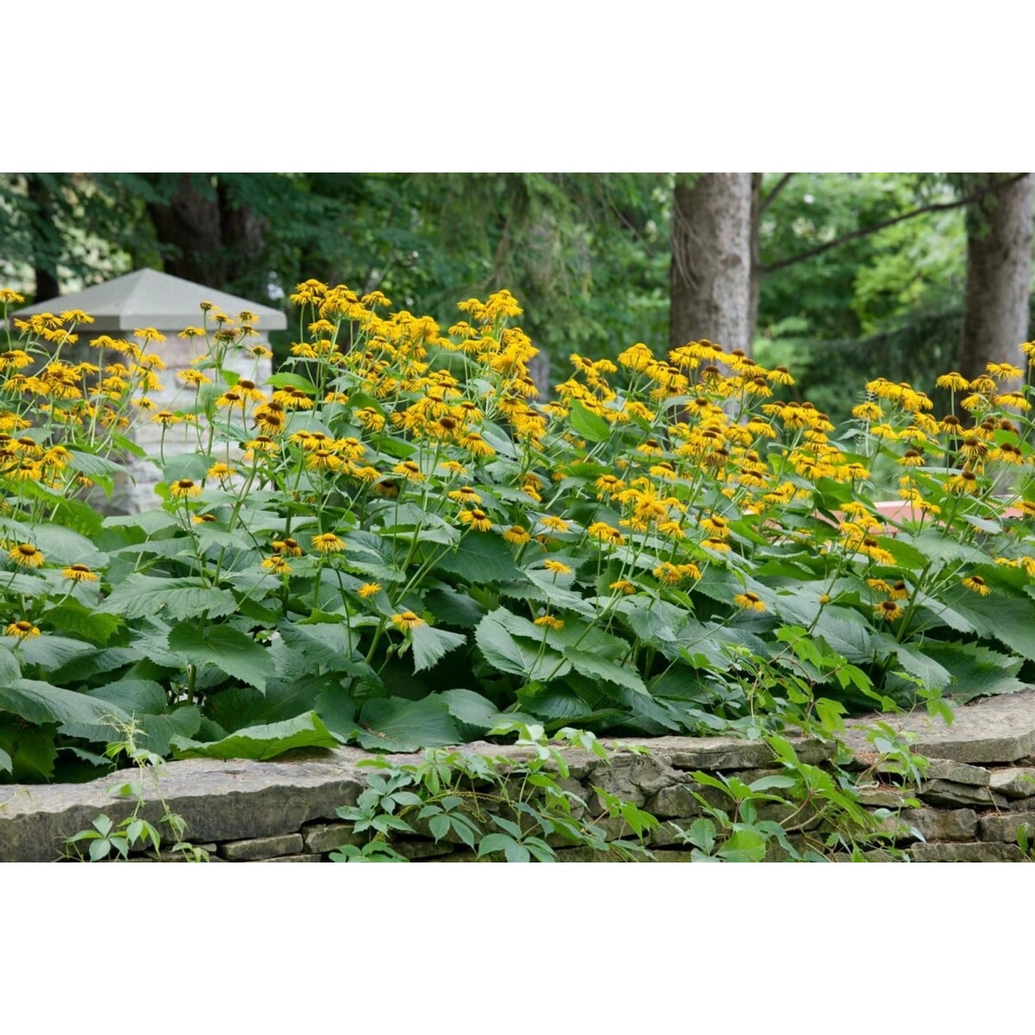 Prachtvoller Prachtalant (Inula Magnifica) mit gelben Blüten im Gartenbeet.