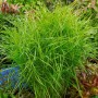 Dichte, buschige Palmwedel-Segge (Carex Muskingumensis) mit leuchtend grünen Blättern im Garten.