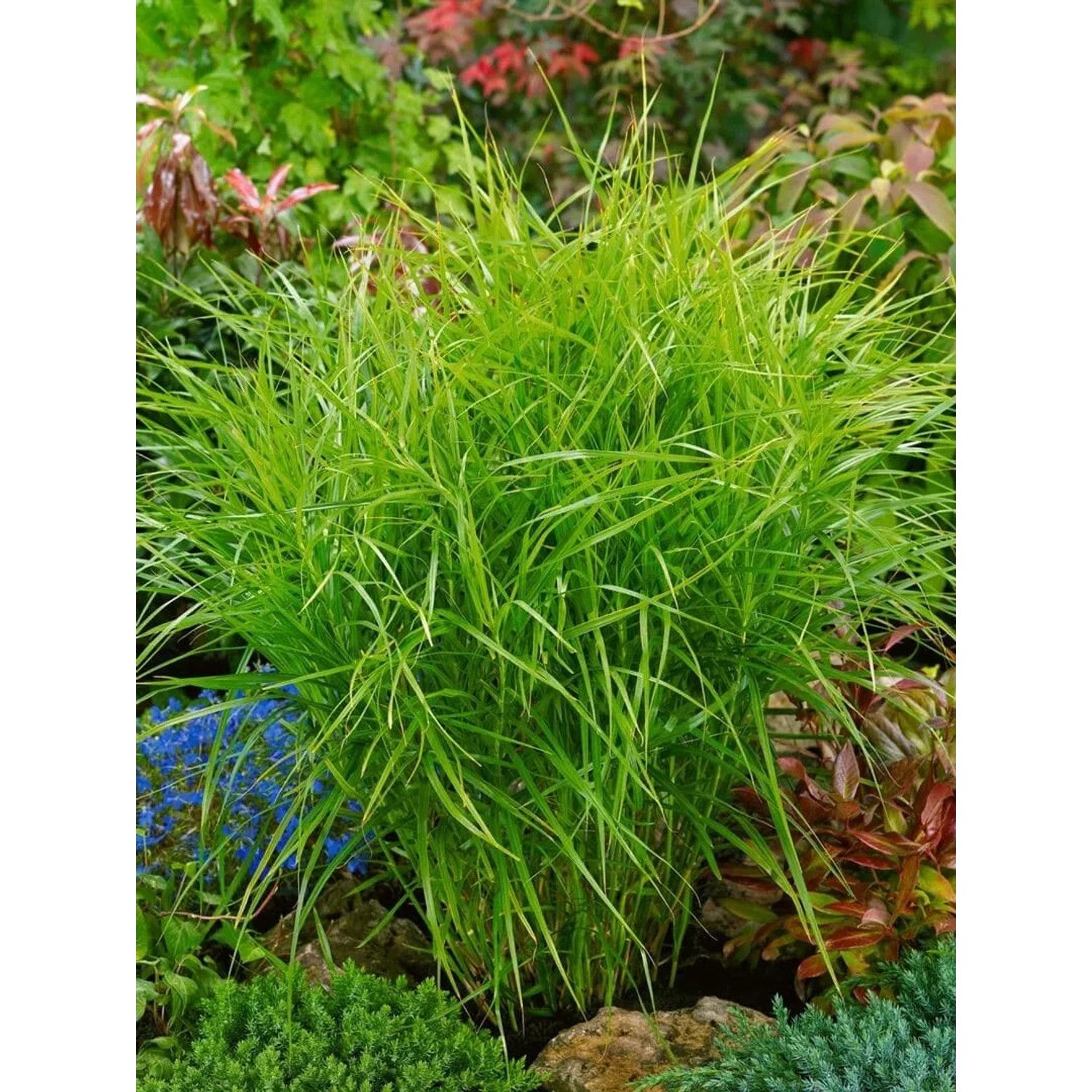 Dichte, buschige Palmwedel-Segge (Carex Muskingumensis) mit leuchtend grünen Blättern im Garten.