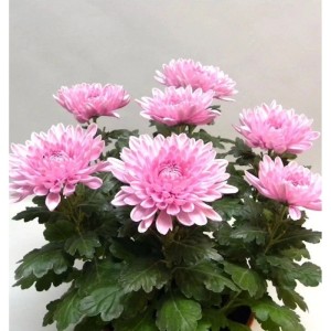 Winteraster Nebelrose - Chrysanthemum Indicum