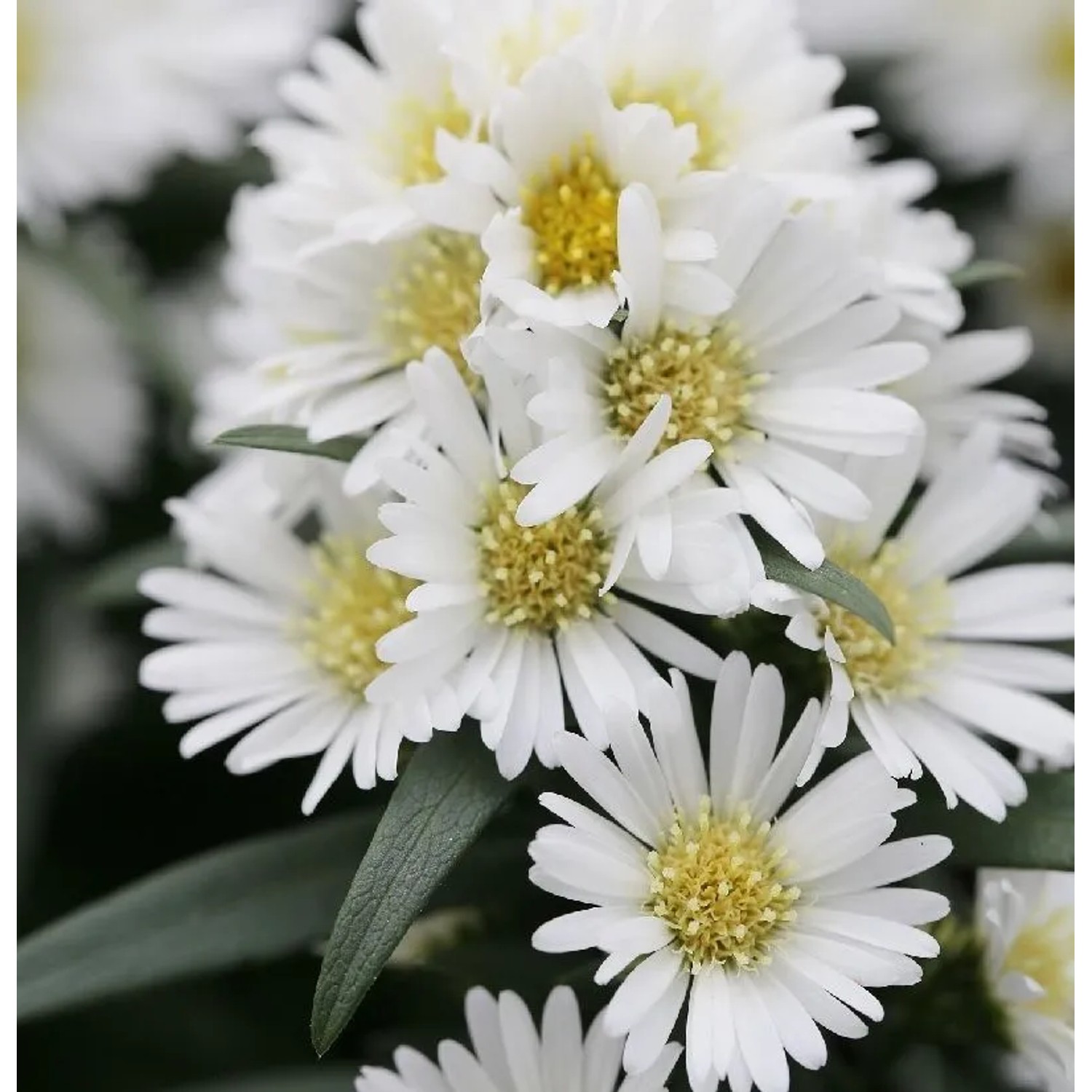 Rauhblattaster Porzellan - Aster novae angliae