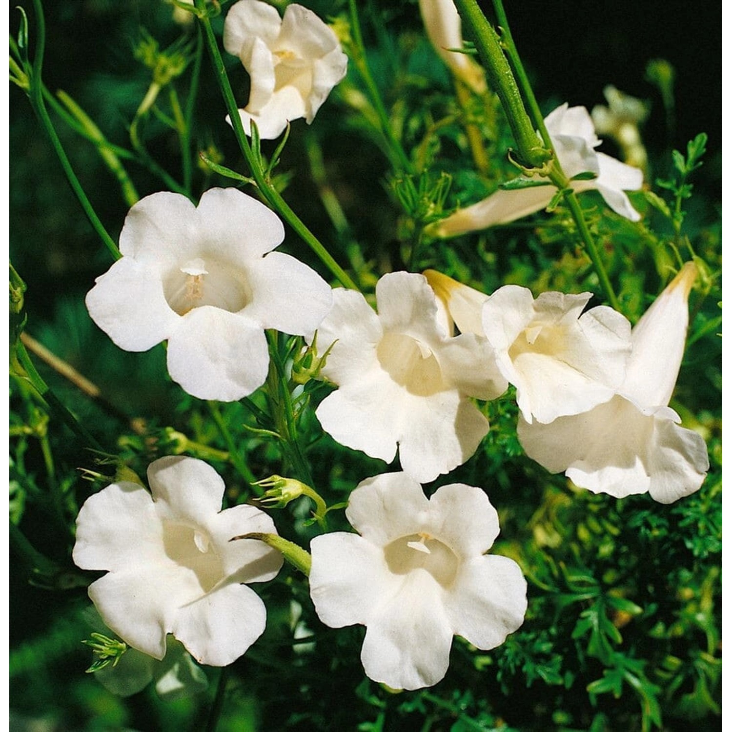 Incarvillea Delavayi Alba Garten Gloxinie Ca. 11x11 cm Topf günstig online kaufen