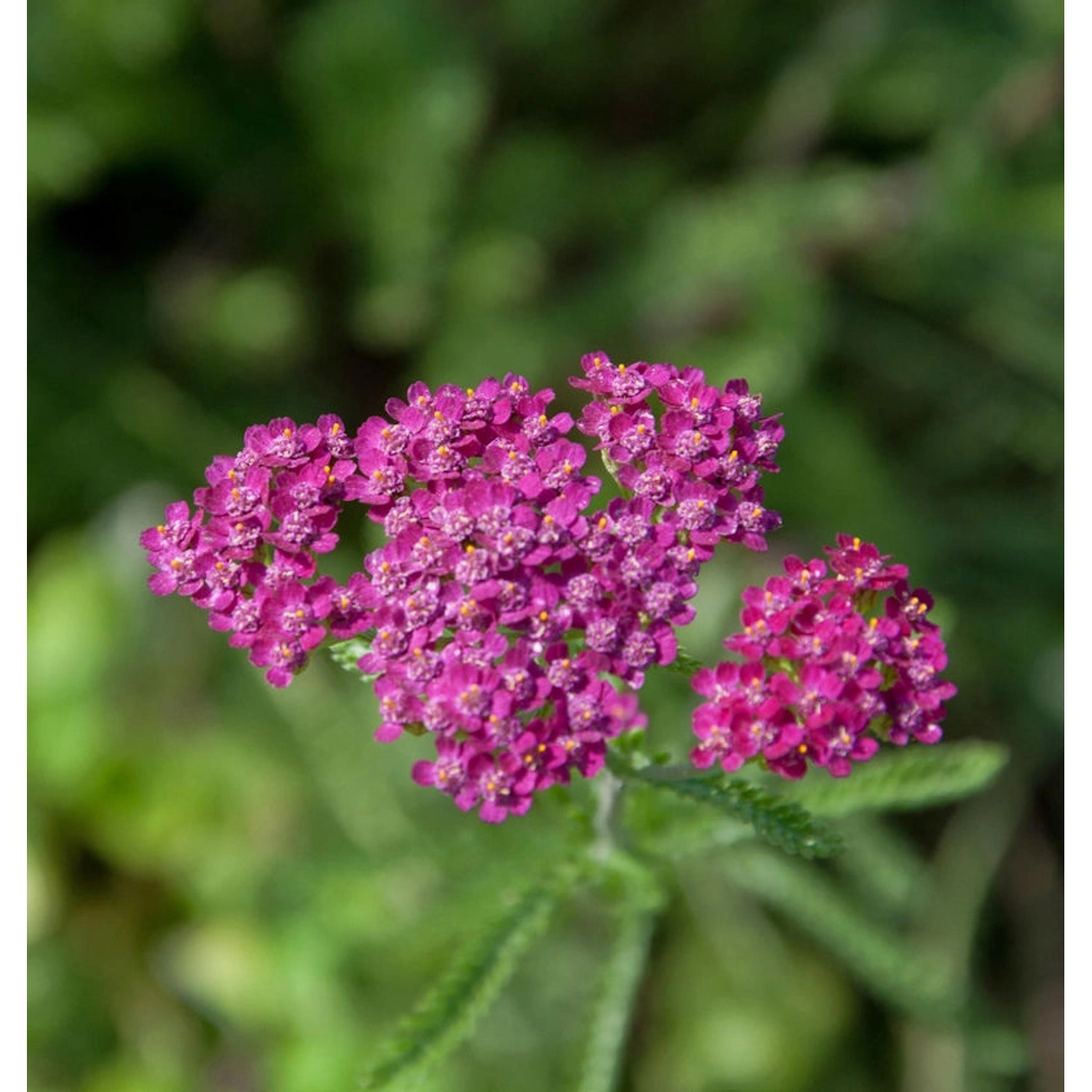 Schafgarbe Cerise Queen - Achillea millefolium günstig online kaufen