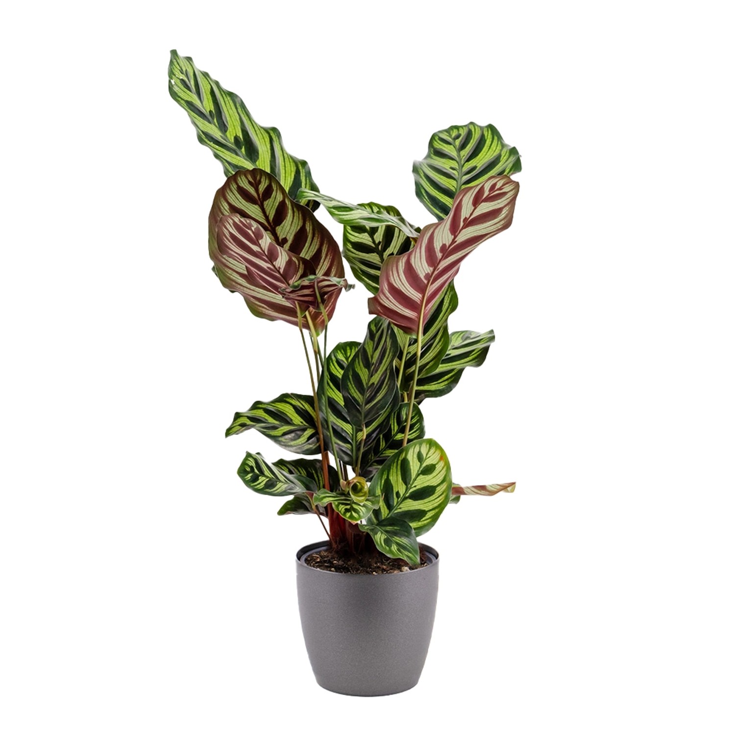 Pfauen-Korbmarante Gratis Topf Zimmerpflanze Höhe ca. 60 cm Topf-ø 17 cm Calathea Makoyana