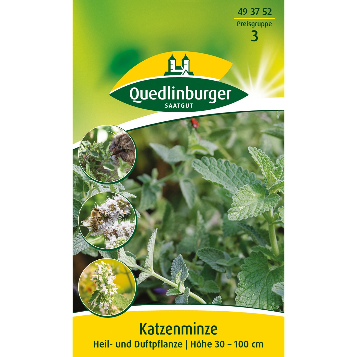 Quedlinburger Katzenminze