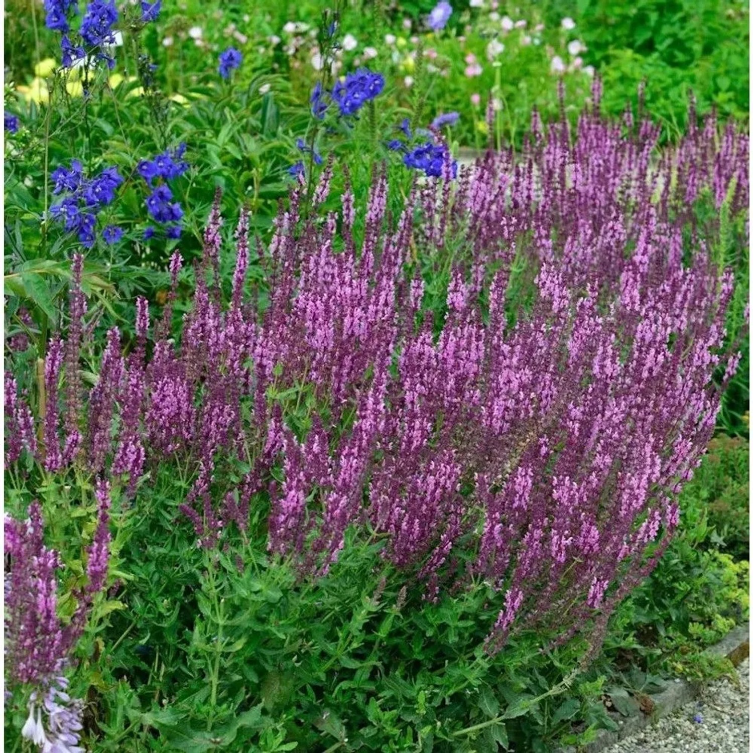 Salbei Pink Friesland - Salvia nemorosa