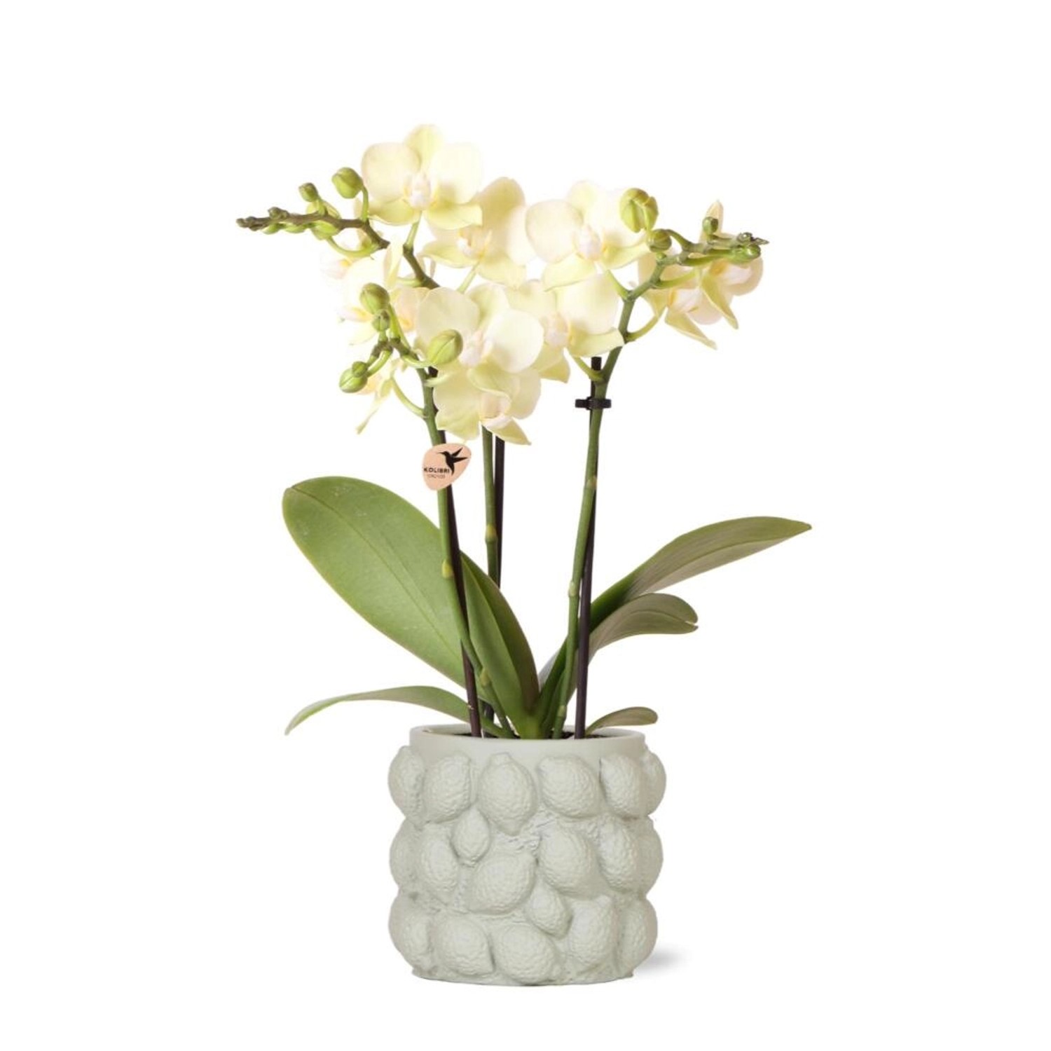 Kolibri Orchids gelbe Phalaenopsis Orchidee Mexiko & Citrus Ziertopf Grün T günstig online kaufen