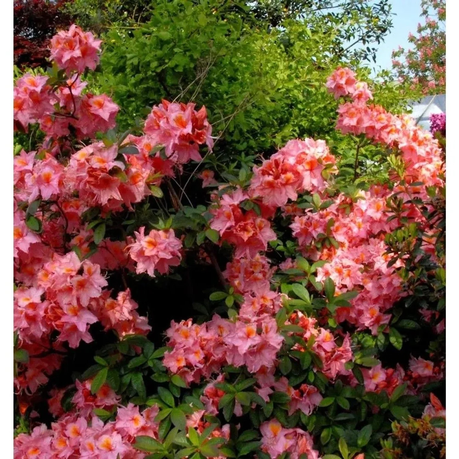 Azalee Stefanie 40-50cm - Rhododendron,uteum - Alpenrose