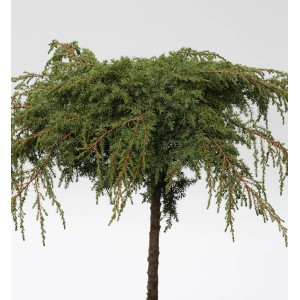 Hochstamm Grüner Kriechwacholder Green Carpet, 40-60cm. Immergrüner Zierstrauch für den Garten.