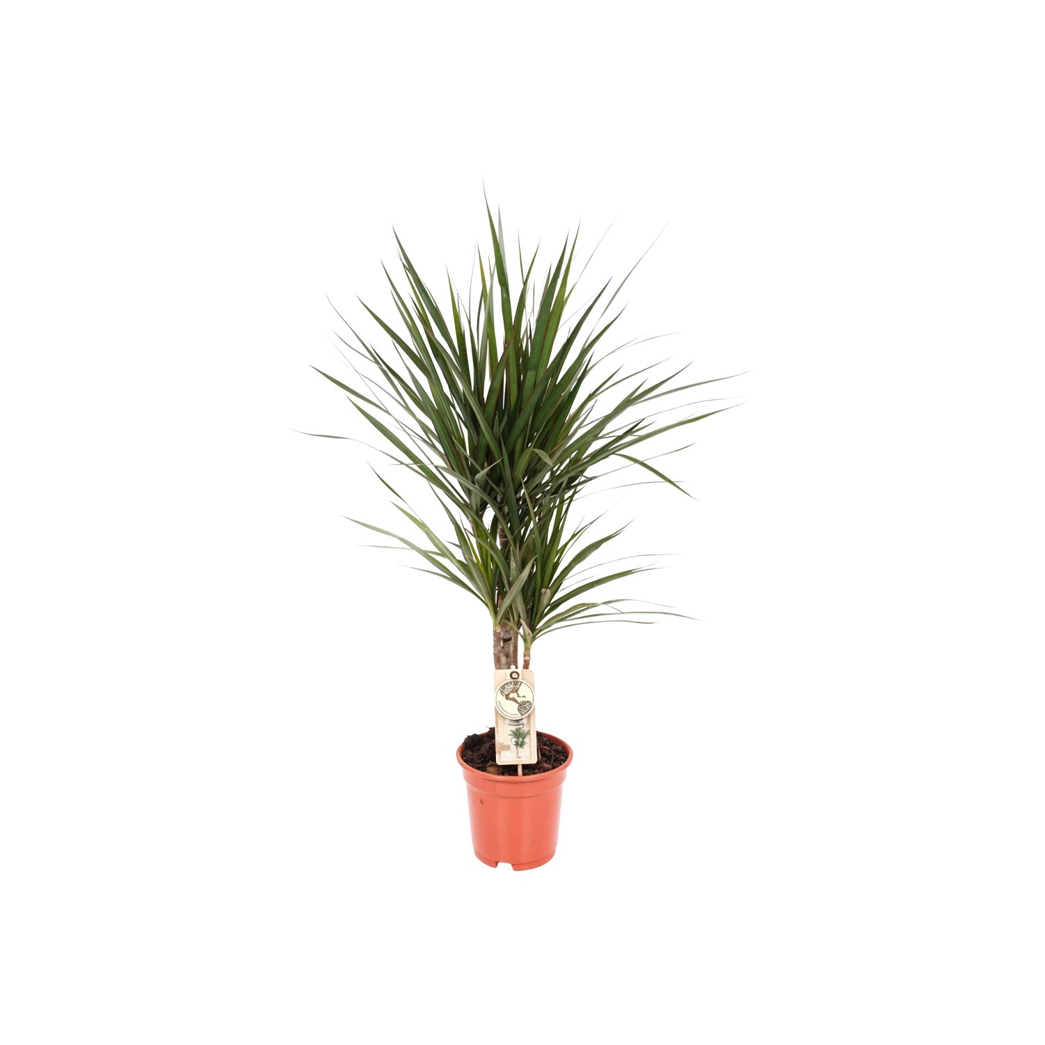 eiben hochstamm Taxus baccata auf Stamm main image 0