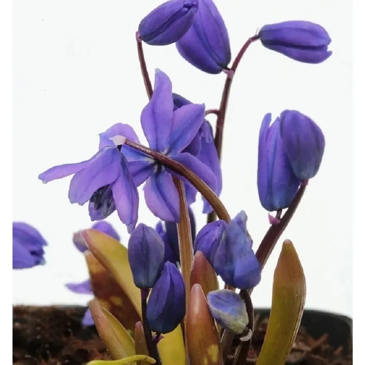 Sibirischer Blaustern Spring Beauty - Scilla siberica Spring Beauty