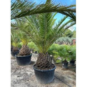 Sunny-Tree Palme Phoenix Canariensis XXL 300 cm Kanarische Dattelpalme