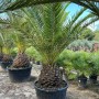 Sunny-Tree Palme Phoenix Canariensis XXL 300 cm Kanarische Dattelpalme_3
