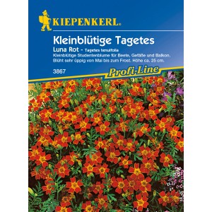 Kiepenkerl Tagetes Luna Rot Rot: Kleinblütige Studentenblume für Beet, Balkon und Kübel.