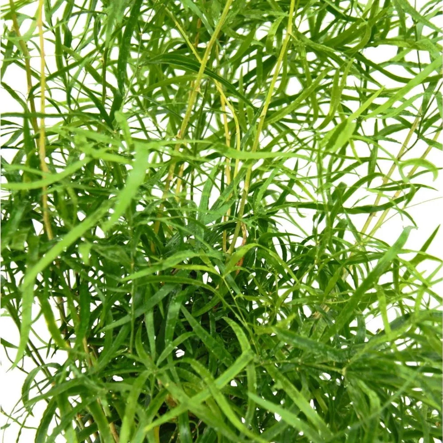 Exotenherz Zierspargel Sicheldornspargel Asparagus Falcatus