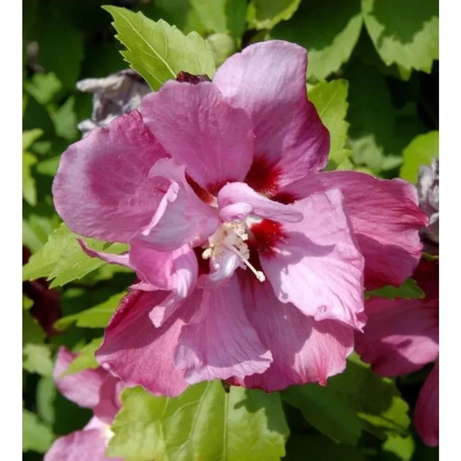 Hochstamm Garteneibisch Pink Giant 40-60cm - Hibiscus syriacus