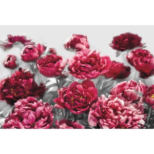 Komar Fototapete Vlies Temptation mit roten Pfingstrosen, 400x260 cm.