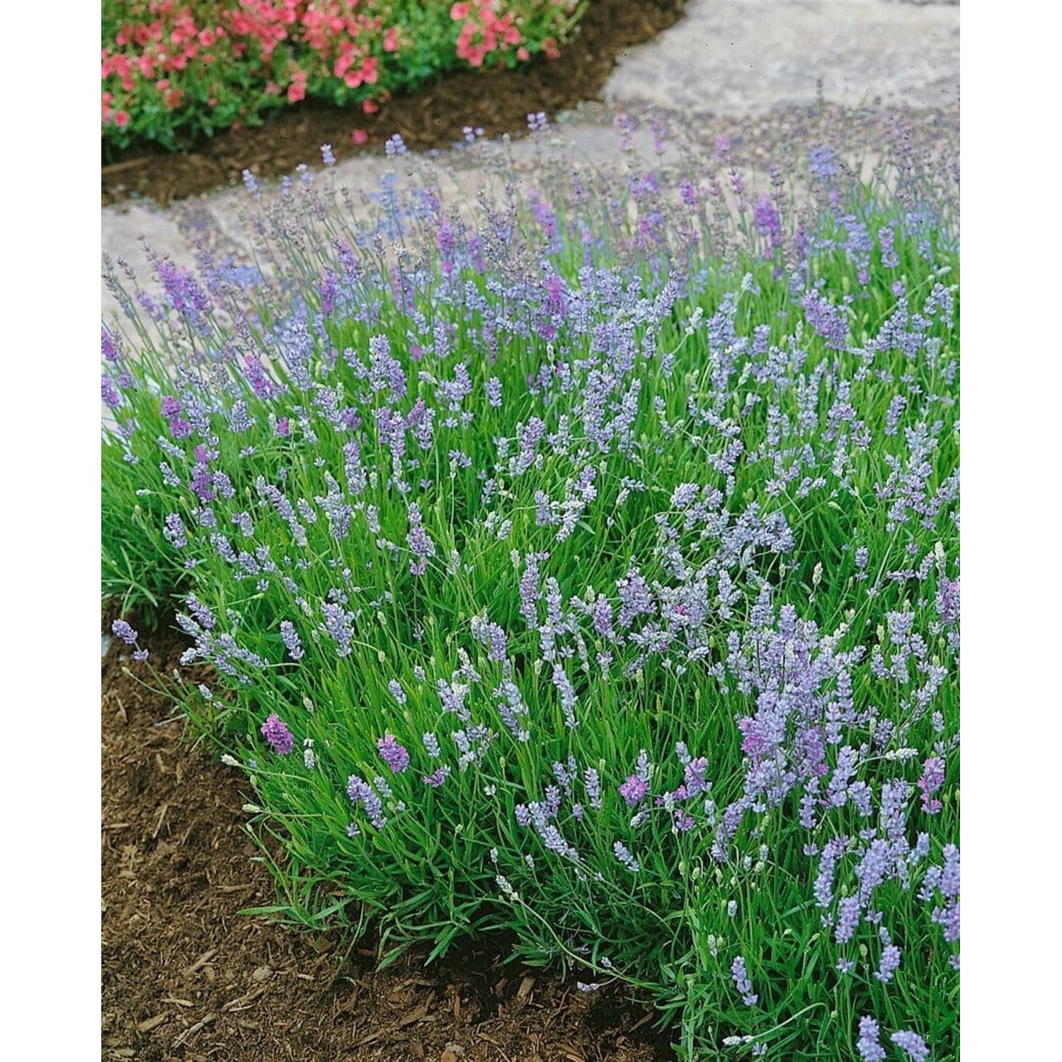 Lavandula Angustifolia Blue Cushion R Echter Lavendel Ca. 9x9 cm Topf günstig online kaufen