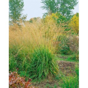 Pfeifengras Molinia Arundinacea im 11x11 cm Topf, Ziergras mit goldbraunen Blütenrispen.