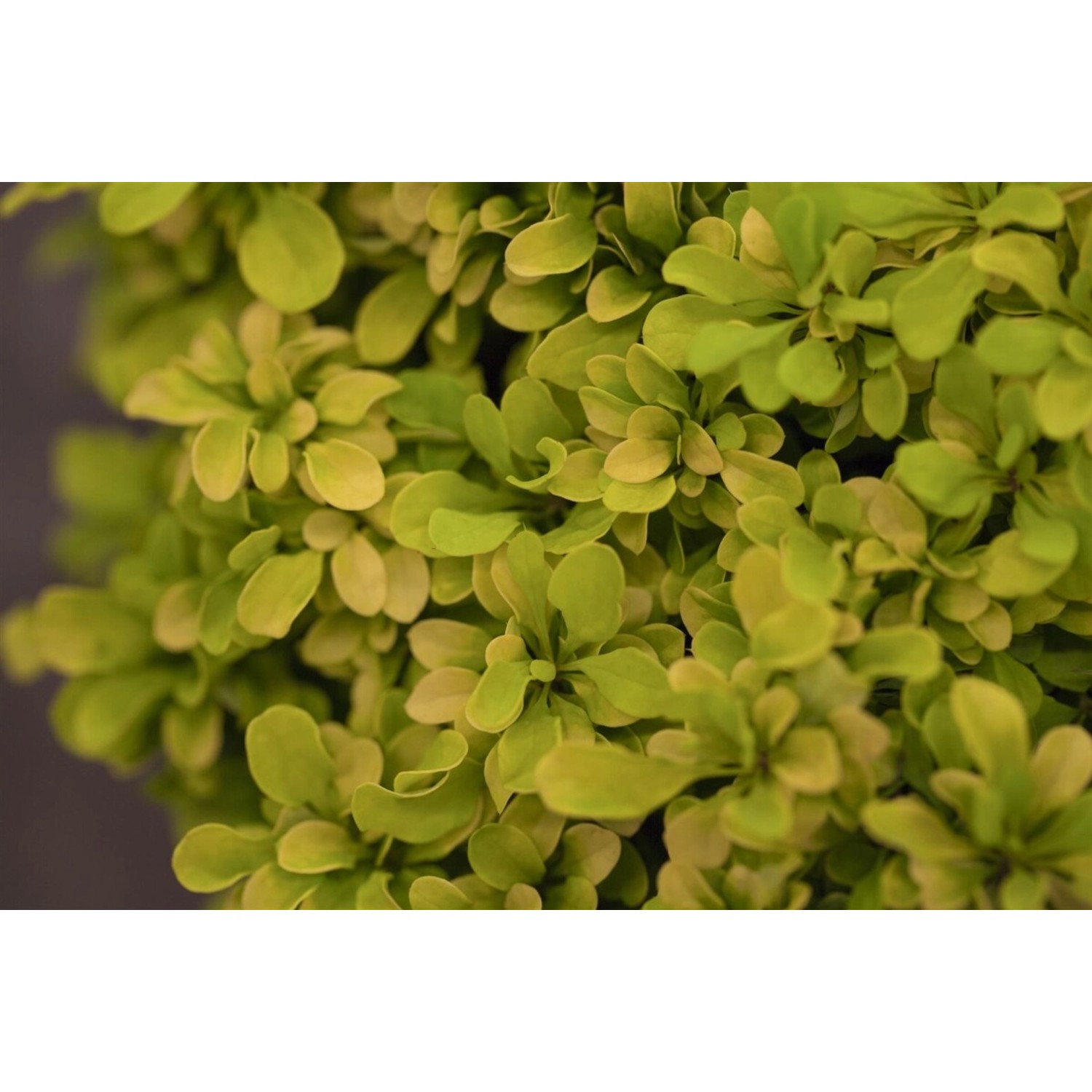 Berberis Thunbergii Tiny Gold Heckenberberitze Gelb 15–20 cm günstig online kaufen