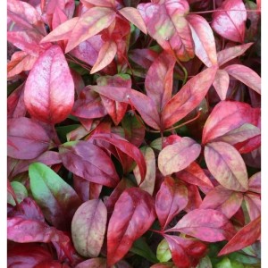 Himmelsbambus 'Flirt', Nandina domestica, Strauch mit rot-grünem Laub.