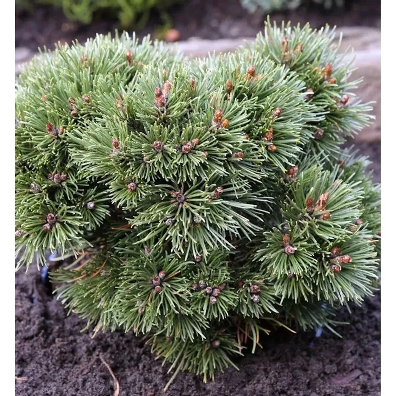 Zwerg Kugel Kiefer Heideperle 25-30cm - Pinus uncinata