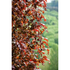 Säulenförmige Rotbuche 'Rohan Obelisk' (80-100cm) mit dunkelroten Blättern.